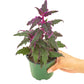 Purple Passion Plant, Small - This plant has stunning, vibrant purple foliage and easy to care for.