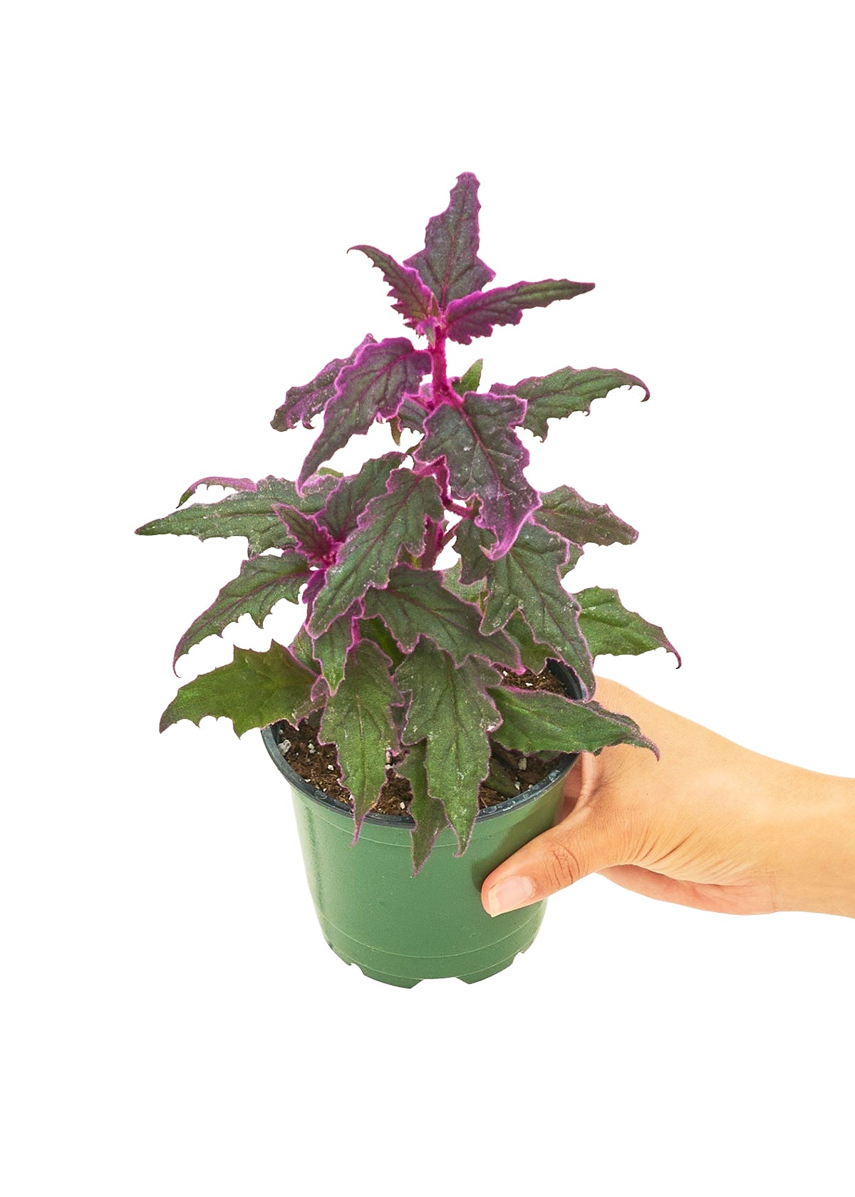 Purple Passion Plant, Small - This plant has stunning, vibrant purple foliage and easy to care for.