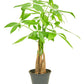 Árbol del dinero trenzado en maceta de 4 pulgadas. Es una planta que requiere poco mantenimiento y es un excelente regalo.