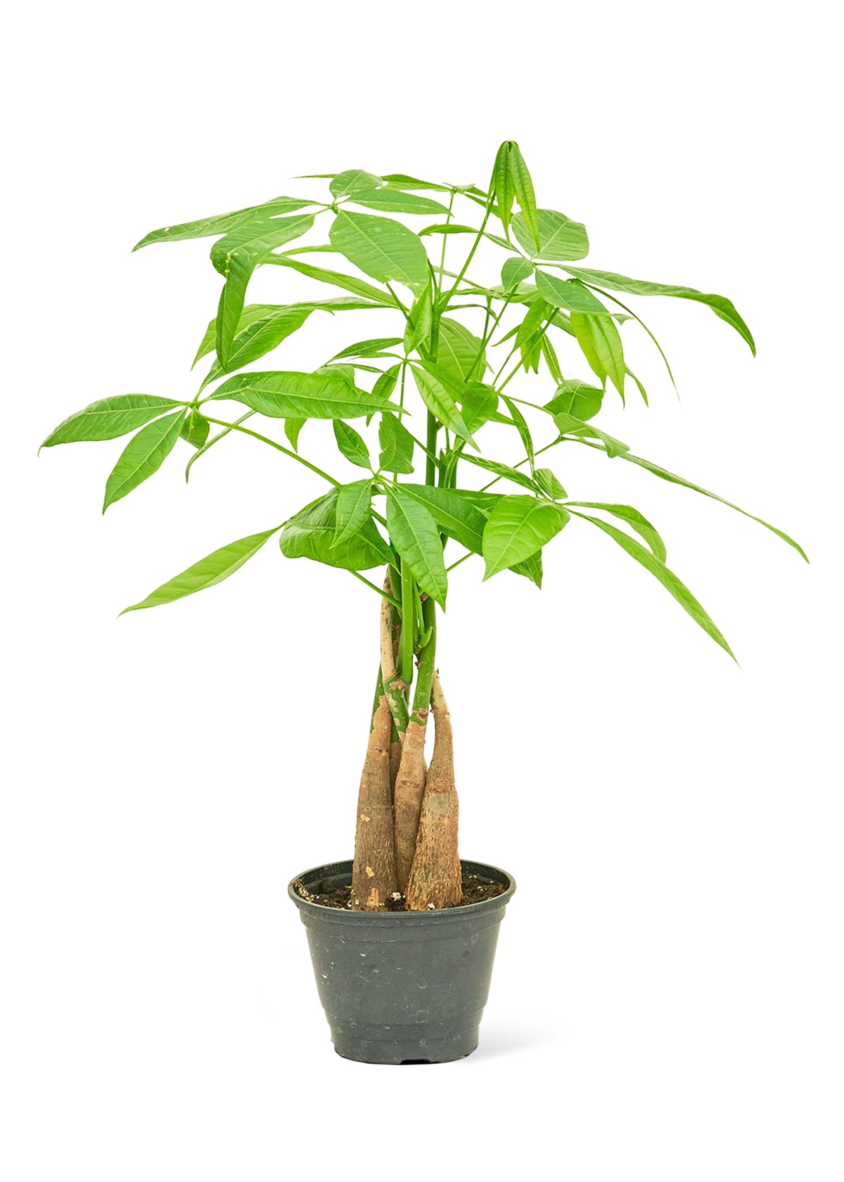 Árbol del dinero trenzado en maceta de 4 pulgadas. Es una planta que requiere poco mantenimiento y es un excelente regalo.