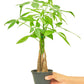 Árbol del dinero trenzado en maceta de 4 pulgadas. Es una planta que requiere poco mantenimiento y es un excelente regalo.