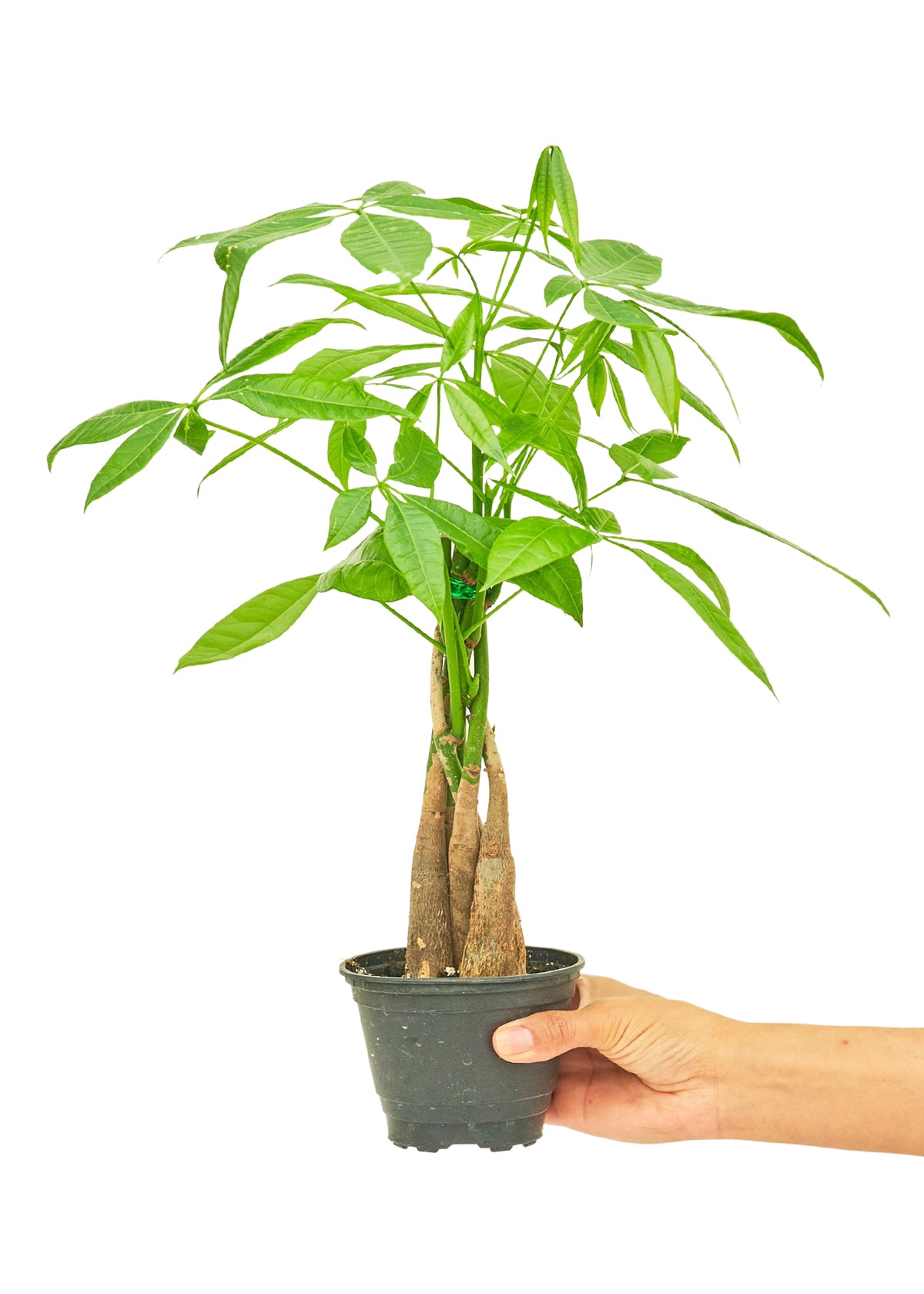 Árbol del dinero trenzado en maceta de 4 pulgadas. Es una planta que requiere poco mantenimiento y es un excelente regalo.