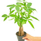 Árbol del dinero trenzado en maceta de 4 pulgadas. Es una planta que requiere poco mantenimiento y es un excelente regalo.