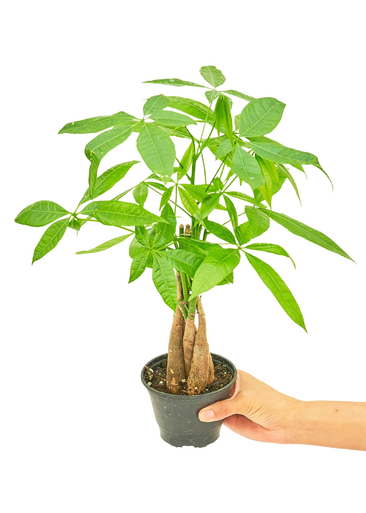 Árbol del dinero trenzado en maceta de 4 pulgadas. Es una planta que requiere poco mantenimiento y es un excelente regalo.