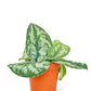 Silver Pothos 'Exotica' in a 4 inch pot. This plant has a trailing habit and can grow up to several feet long.