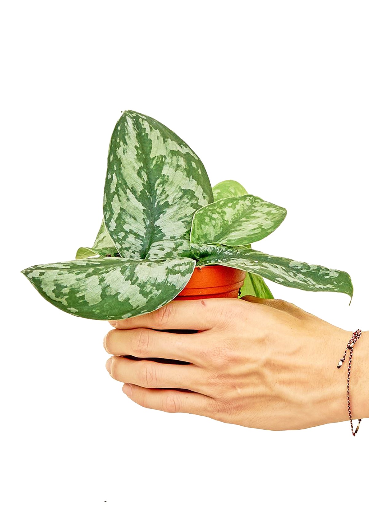 Silver Pothos 'Exotica' in a 4 inch pot. This plant has a trailing habit and can grow up to several feet long.