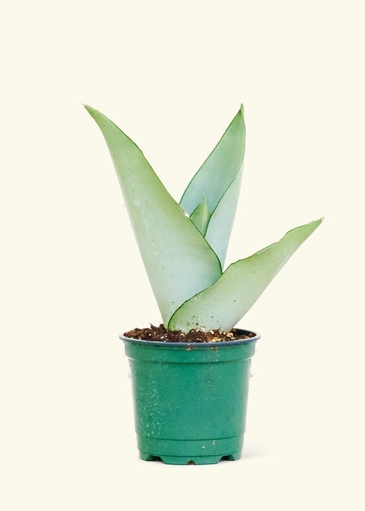 Moonshine Snake Plant in a 4 inch pot.  It is low-maintenance, can tolerate a wide range of lighting conditions, and is drought-tolerant.