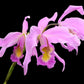Laeliocattleya Denisii