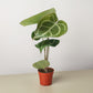 Anthurium Crystallinum