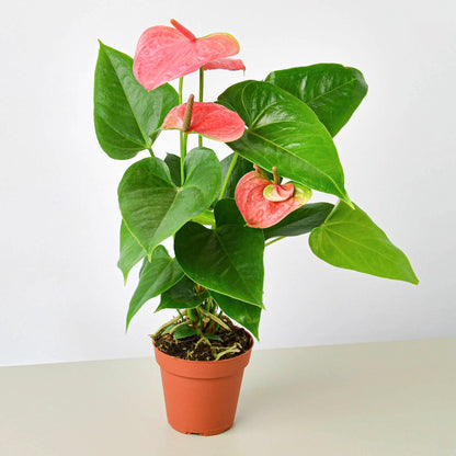 Anthurium 'Pink' - glossy heart-shaped leaves with a beautiful bloom that comes in a large array of colors