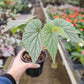 Begonia 'Frosty'