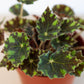 Begonia Tiger Paws - 4" Pot