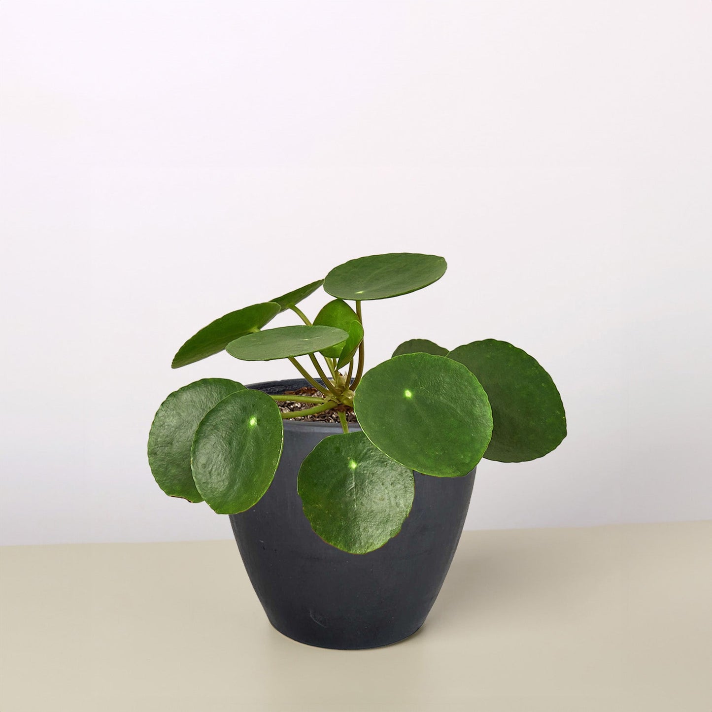 Pilea Peperomioides 'Chinese Money Plant' - Each of its lily pad like leaves float on dainty looking stems that will bob around independently in a gentle breeze.