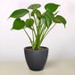 FREE SHIPPING Monstera 'Split-Leaf' I  These plants have glossy, heart shaped leaves which develops its unique splits