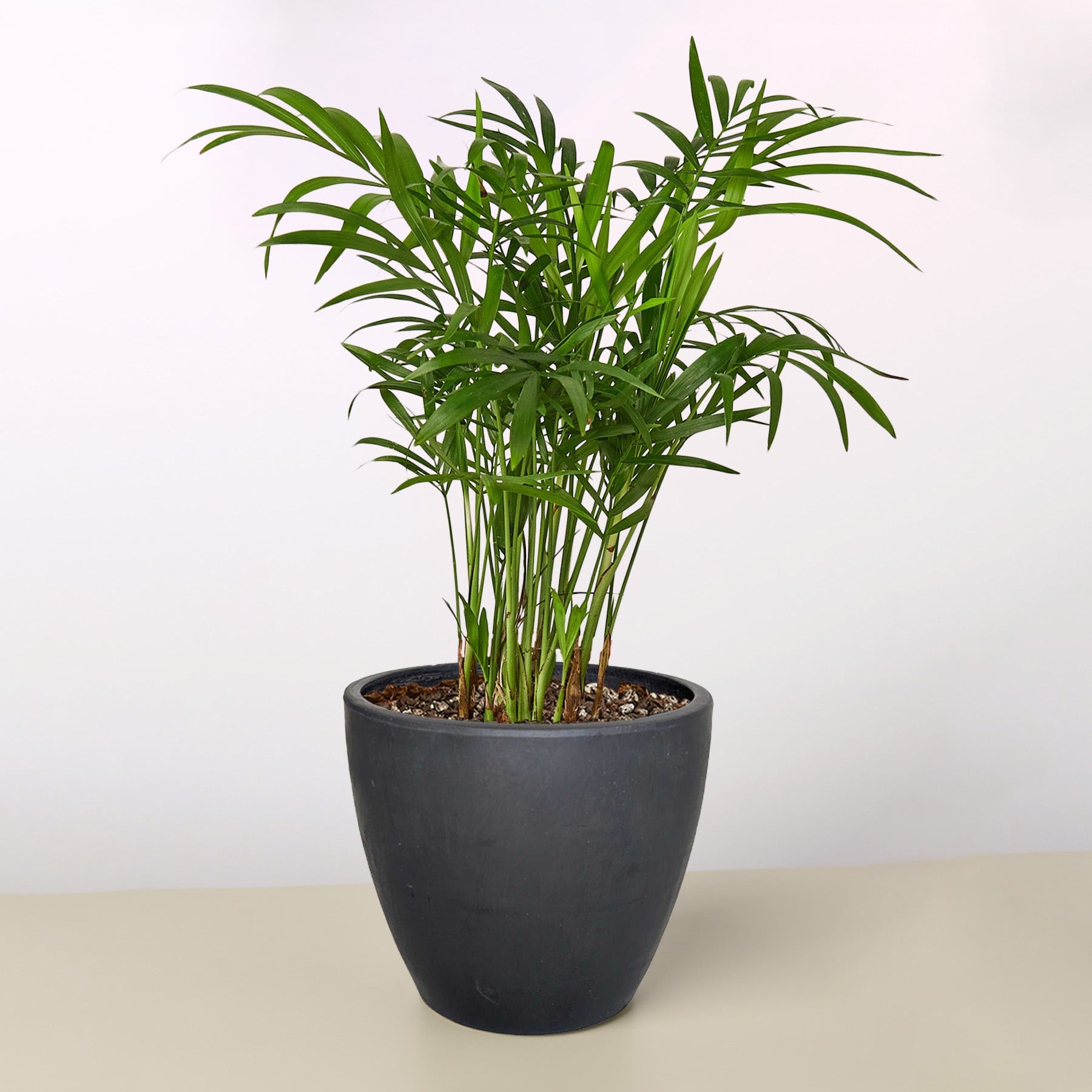Parlor Palm I Thrives in low light conditions and is also an excellent air purifier.