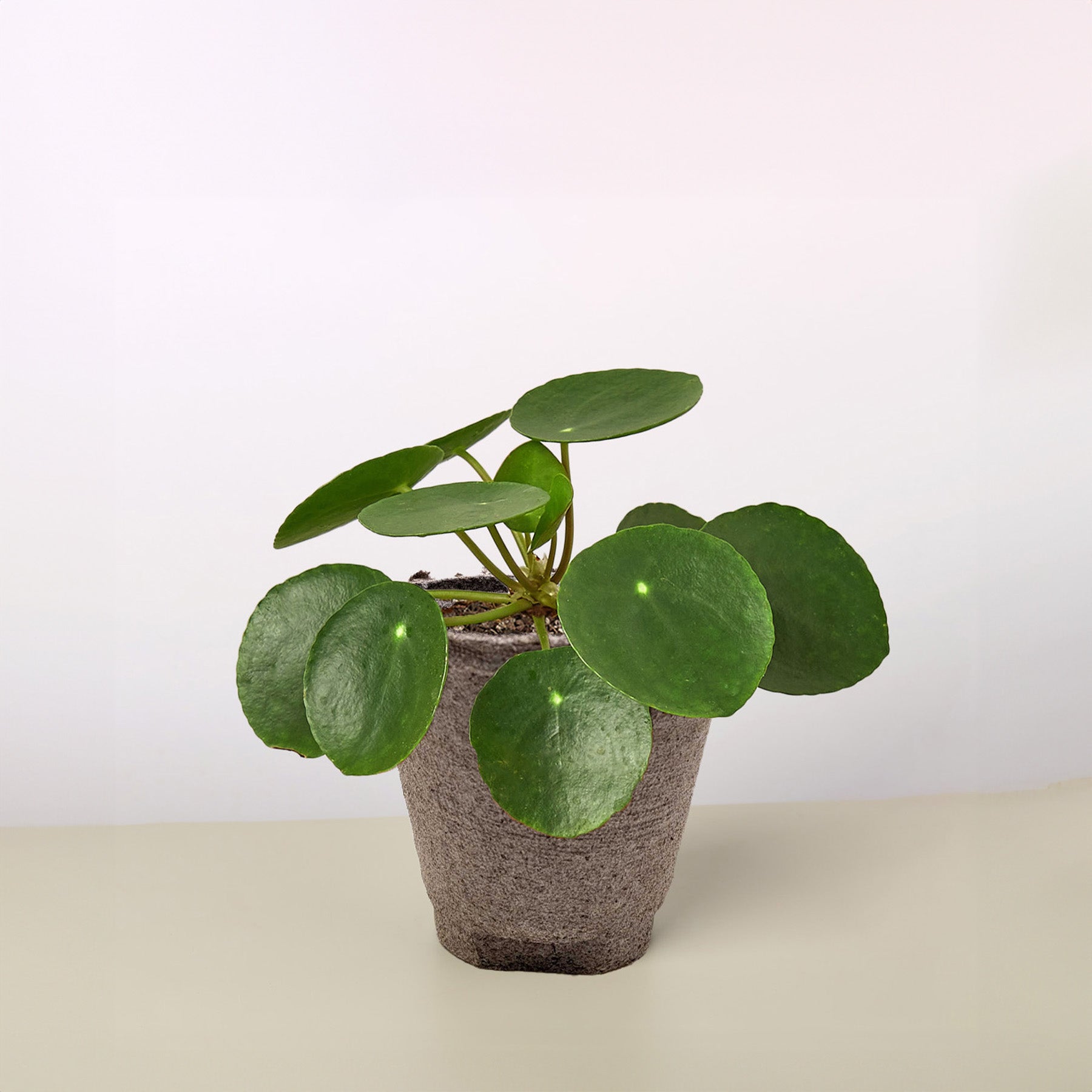 Pilea Peperomioides 'Chinese Money Plant' - Each of its lily pad like leaves float on dainty looking stems that will bob around independently in a gentle breeze.
