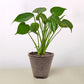 Monstera 'Split-Leaf' I  These plants have glossy, heart shaped leaves which develops its unique splits 