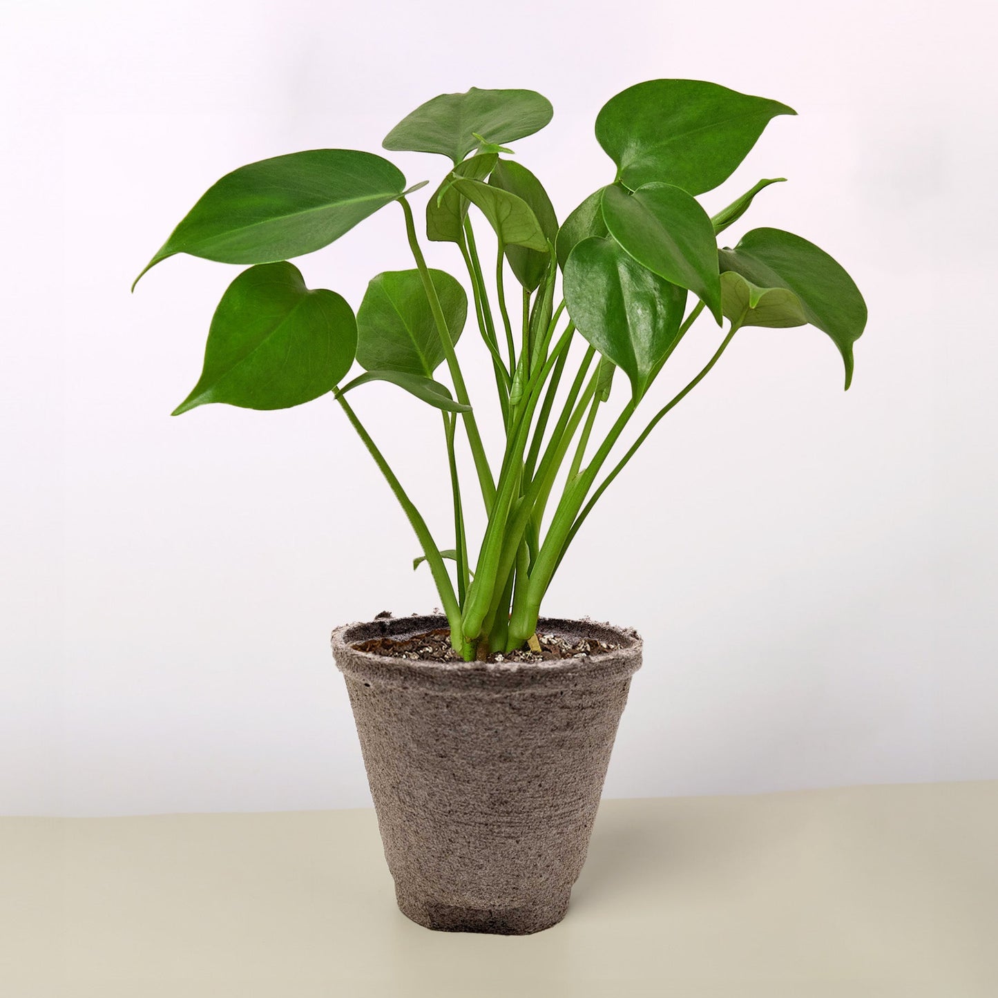 Monstera 'Split-Leaf' I  These plants have glossy, heart shaped leaves which develops its unique splits 