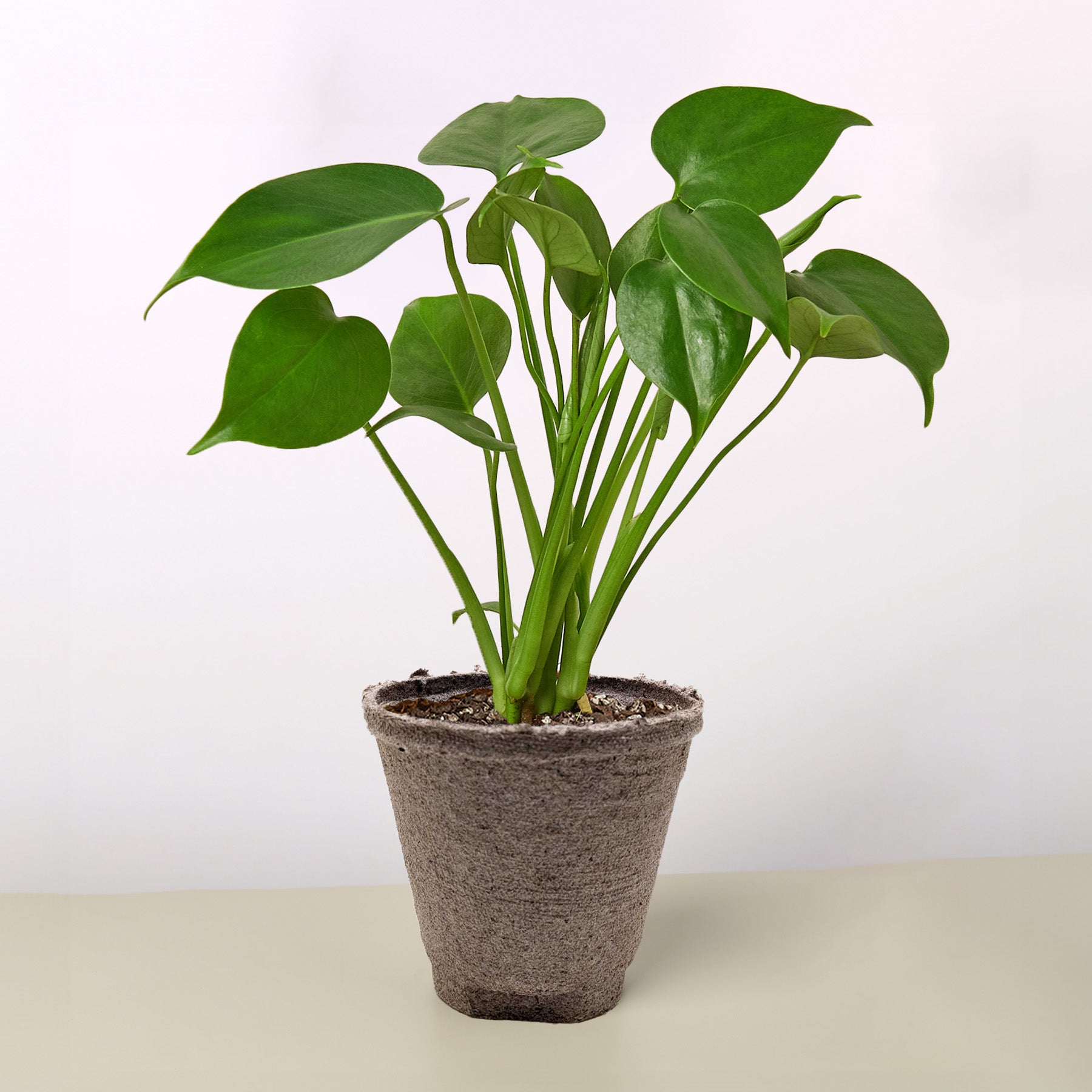 Monstera 'Split-Leaf' I  These plants have glossy, heart shaped leaves which develops its unique splits 