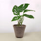 Monstera Adansonii 'Swiss Cheese'