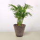 Parlor Palm I Thrives in low light conditions and is also an excellent air purifier.