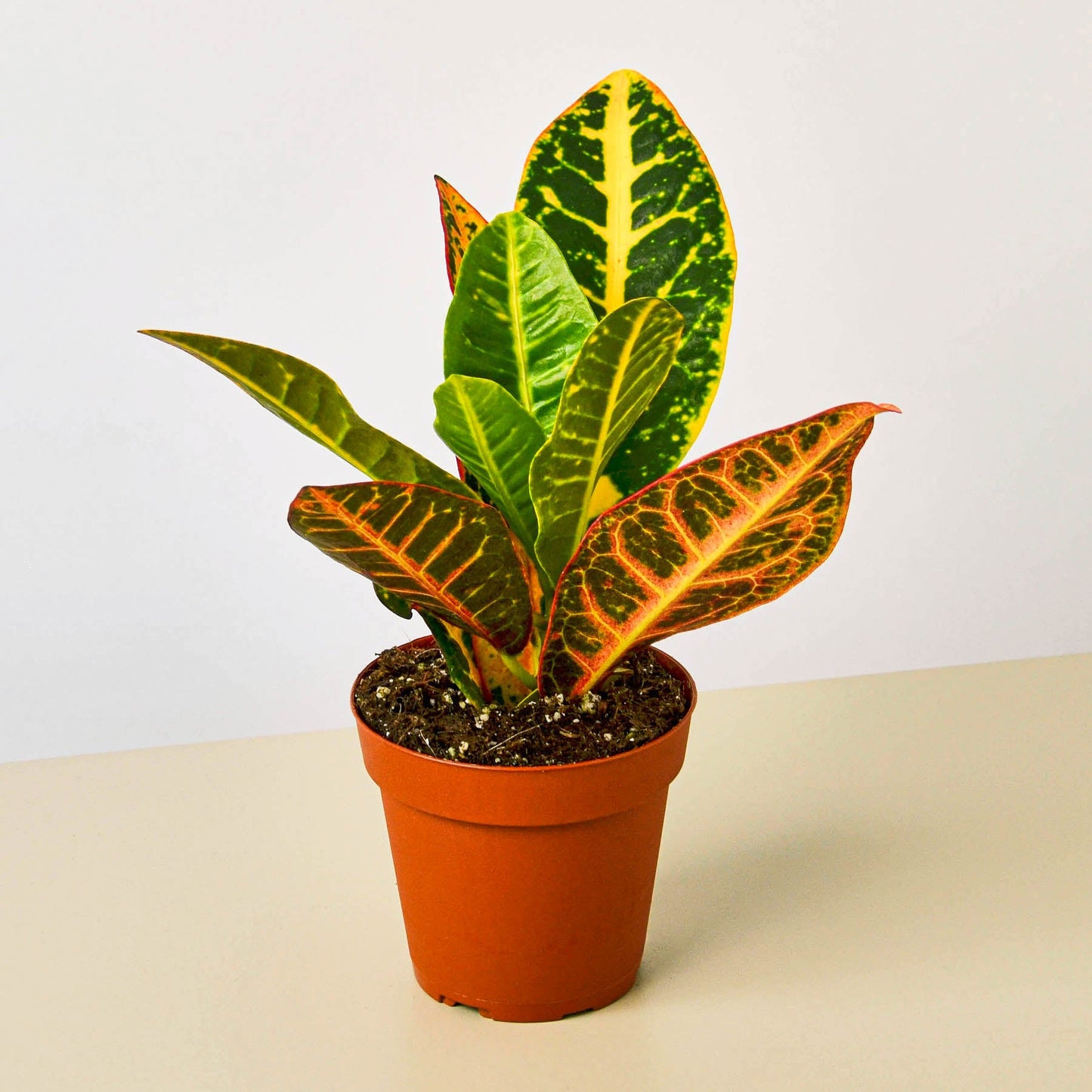 Croton Petra 'Joseph's Coat' - Croton plants produce intense colored leaves. 
