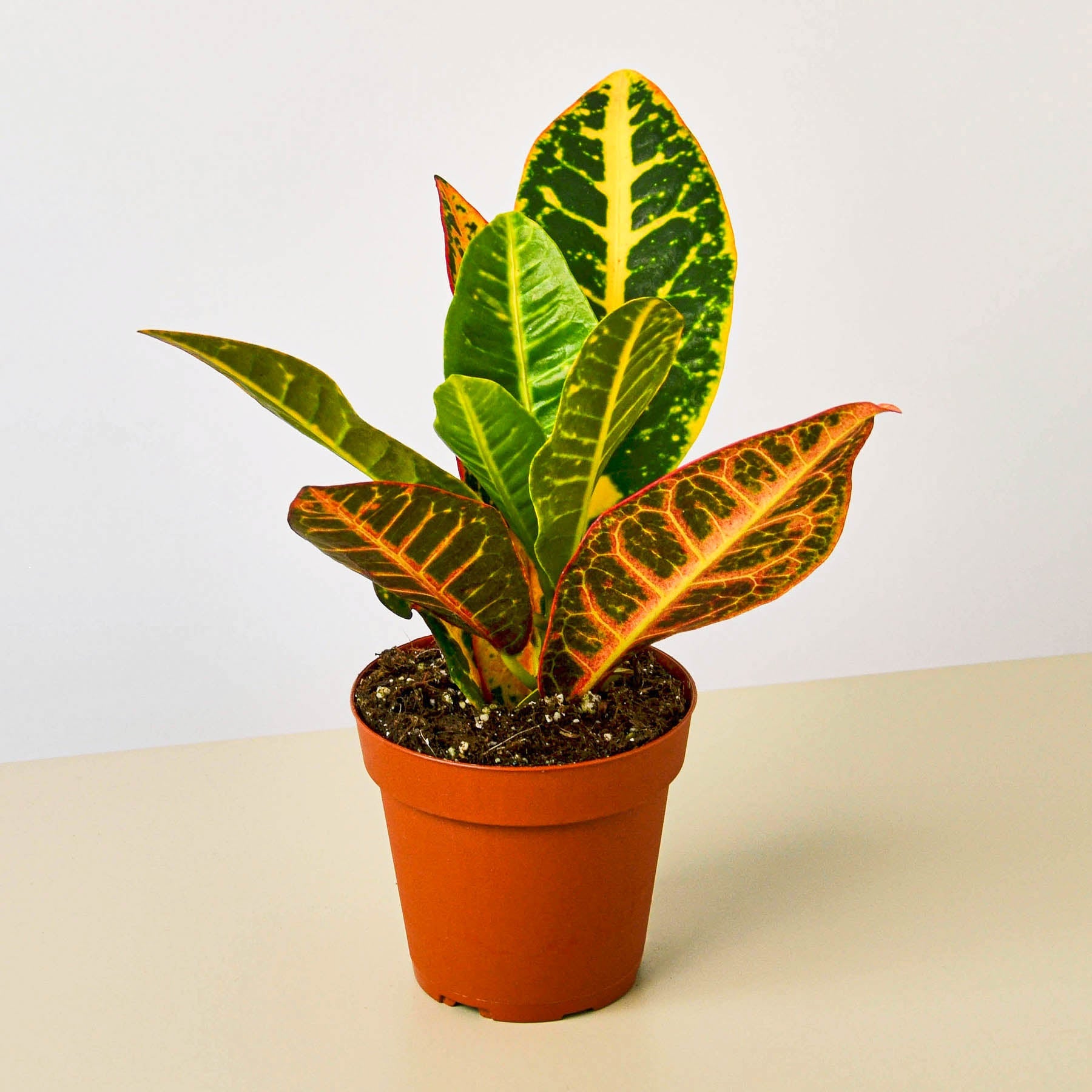 Croton Petra 'Joseph's Coat' - Croton plants produce intense colored leaves. 
