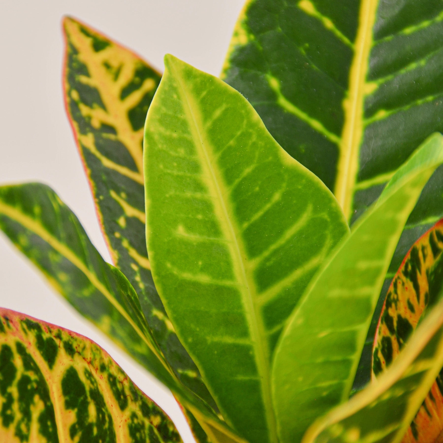Croton Petra 'Joseph's Coat' - Croton plants produce intense colored leaves. 