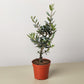 Common Olive Tree (Olea europaea) - FREE SHIPPING