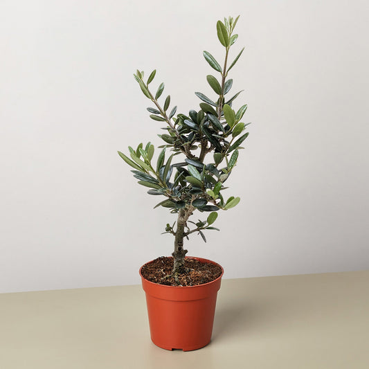 Common Olive Tree (Olea europaea)