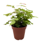 Large Leaf Maidenhair Fern | Delicate Humidity-Loving Plant | House Plant Shop