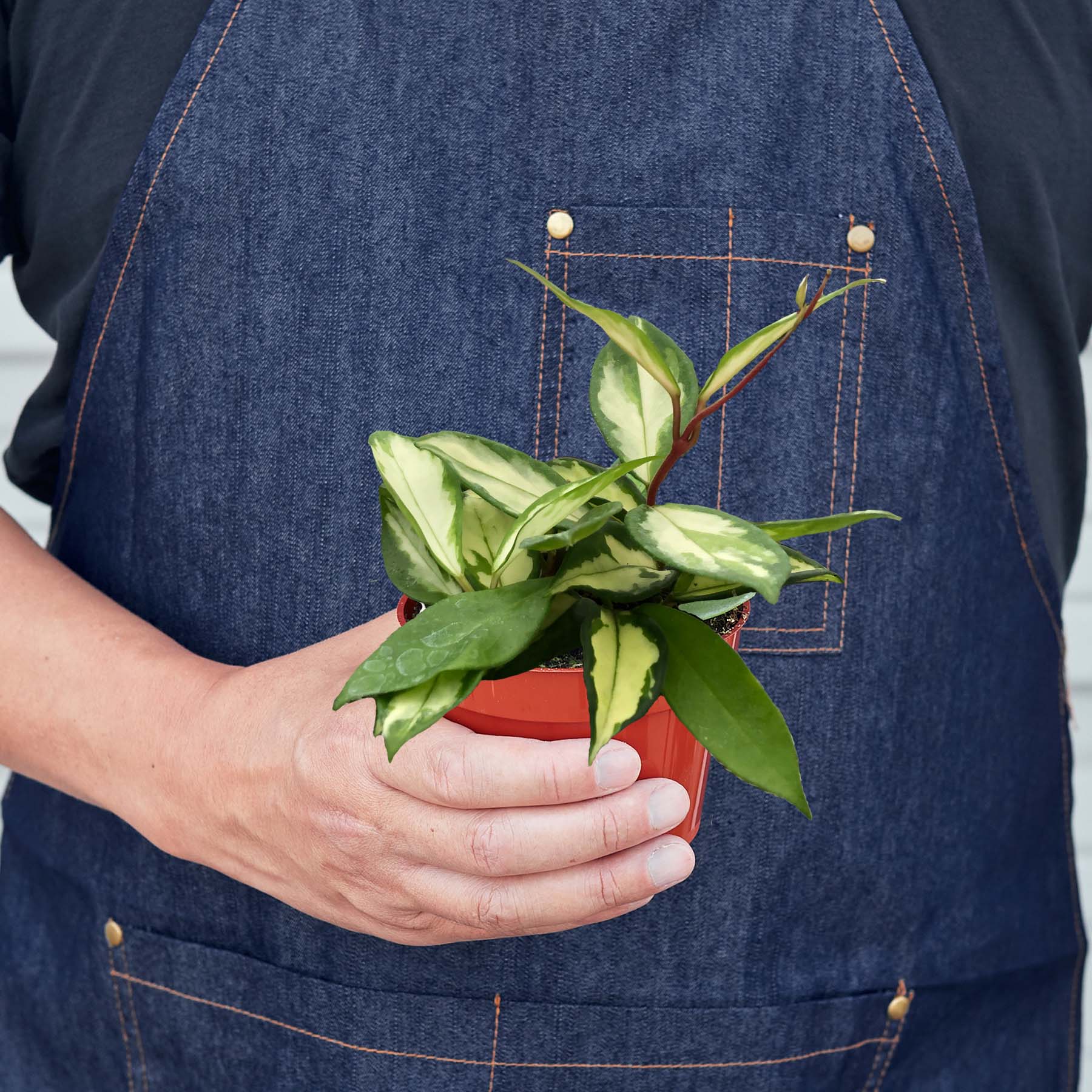 Hoya Carnosa 'Krimson Princess' i The brighter the indirect light, the more pink variegation these plants may produce.