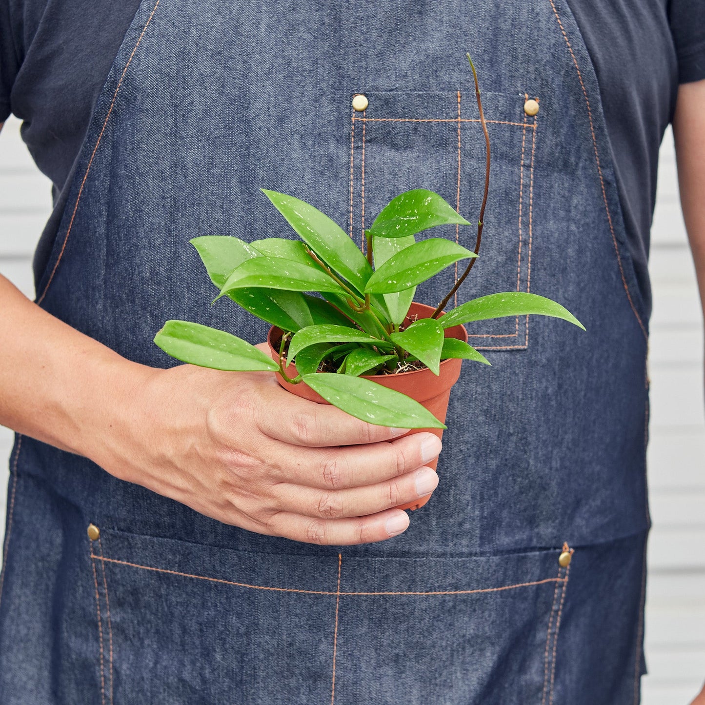 Hoya 'Publicalyx' - a vigorous vining plant with deep green lanceolate leaves,