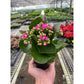 Kalanchoe 'Blossfeldiana'