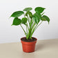 Monstera 'Split-Leaf' I  These plants have glossy, heart shaped leaves which develops its unique splits 