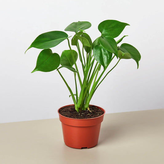 Monstera 'Split-Leaf' I  These plants have glossy, heart shaped leaves which develops its unique splits 