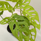 Monstera Adansonii Swiss Cheese Neon | Chartreuse Vining Plant | House Plant Shop