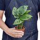 Monstera Adansonii Swiss Cheese | Easy Care Vining Plant | House Plant Shop