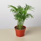 Parlor Palm I Thrives in low light conditions and is also an excellent air purifier.