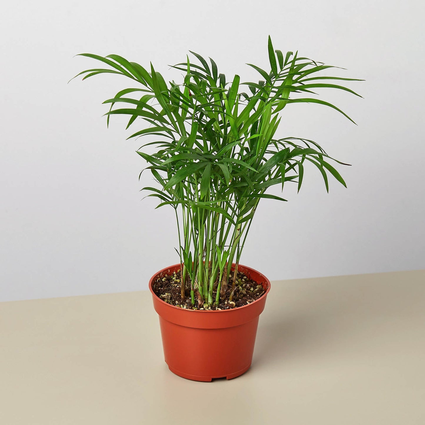 Parlor Palm I Thrives in low light conditions and is also an excellent air purifier.