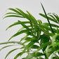 Parlor Palm I Thrives in low light conditions and is also an excellent air purifier.