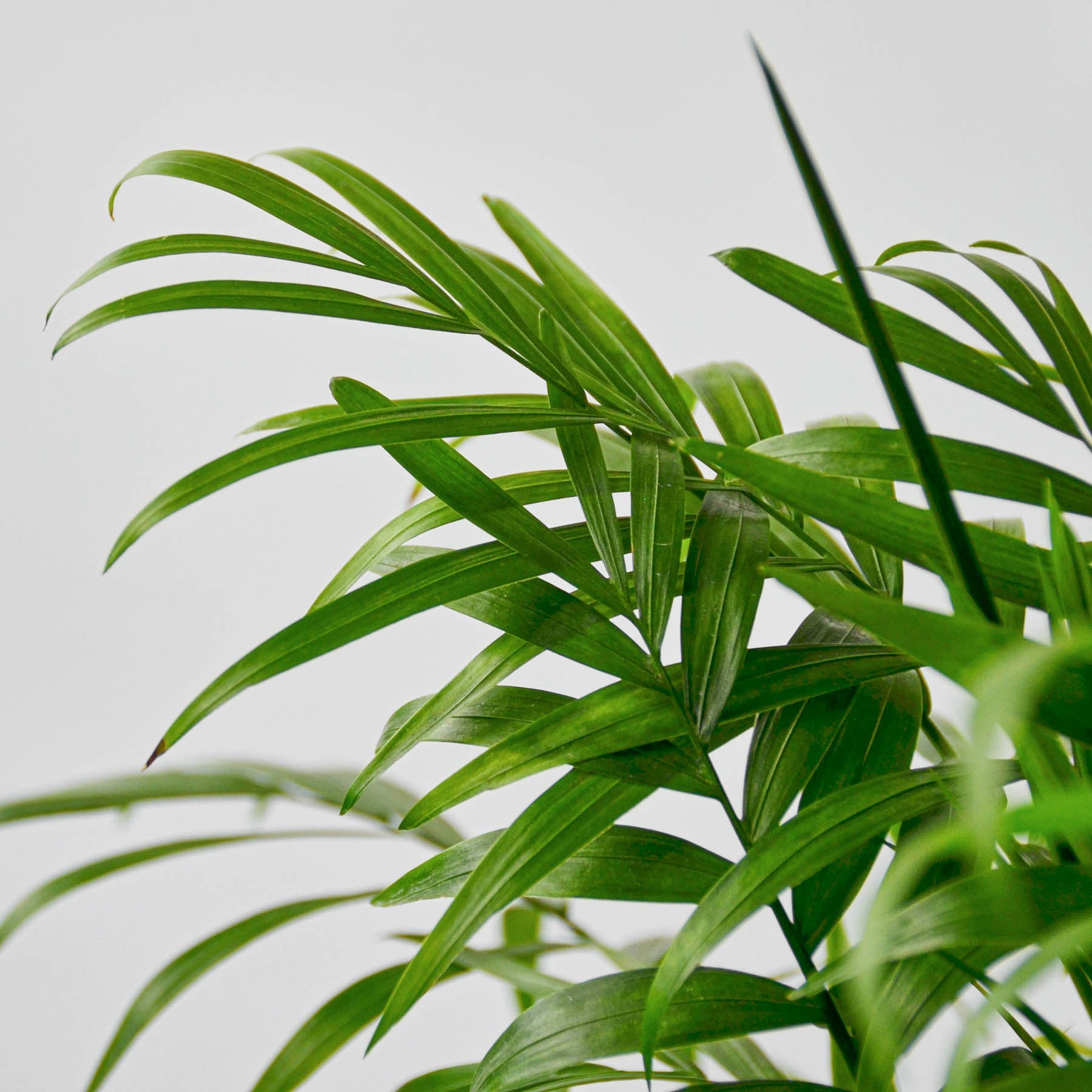 Parlor Palm I Thrives in low light conditions and is also an excellent air purifier.