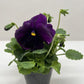 Pansies | Colorful Flowering Plants | Spring & Fall Blooms | House Plant Shop