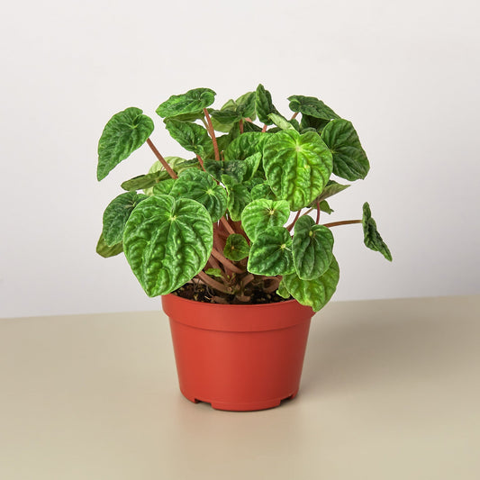 Peperomia 'Ripple' I  Its heart-shaped leaves and cream-colored, spiked inflorescence add interest to it. 