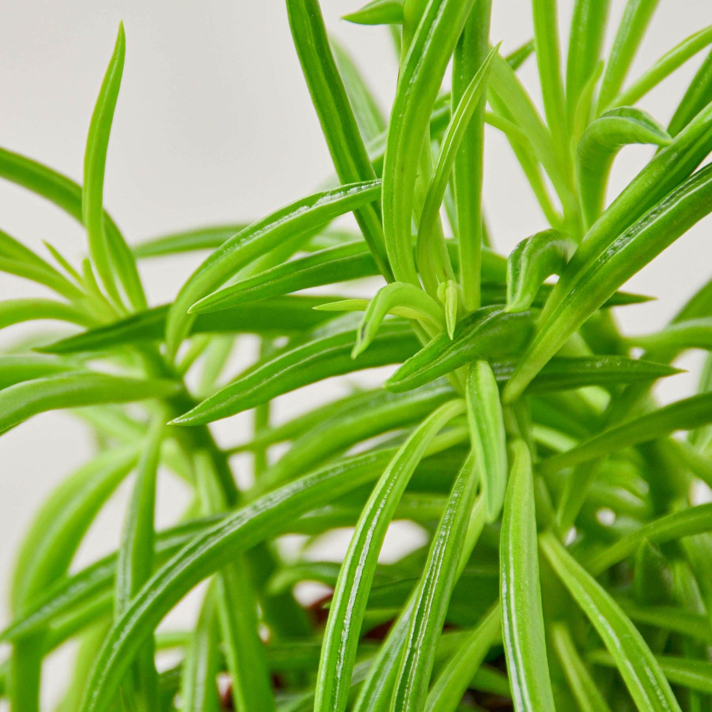 Peperomia 'Green Bean' Plant - Its green stems will grow in an upward fashion and would be a great and unique addition to any desk or shelf.