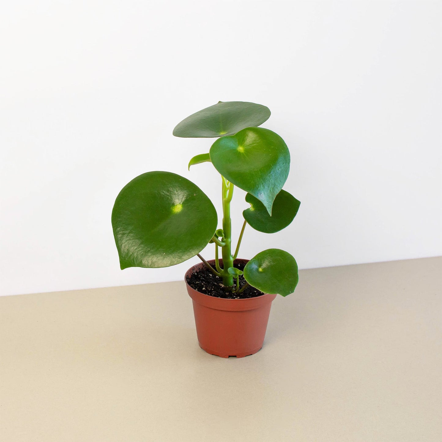 FREE SHIPPING Peperomia 'Raindrop' - a charming houseplant known for its fat, thick, shiny leaves that look like a raindrops.