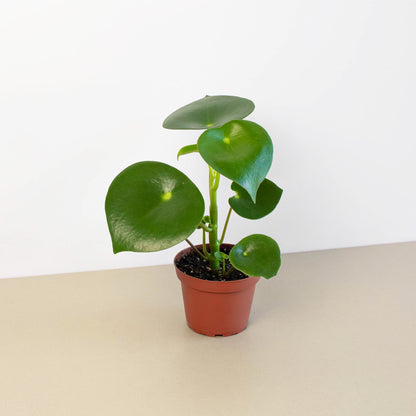 FREE SHIPPING Peperomia 'Raindrop' - a charming houseplant known for its fat, thick, shiny leaves that look like a raindrops.