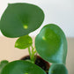 FREE SHIPPING Peperomia 'Raindrop' - a charming houseplant known for its fat, thick, shiny leaves that look like a raindrops.