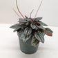 Peperomia San Marino | Easy Care Tabletop Plant | House Plant Shop