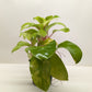 Philodendron Lemon Lime | Neon Yellow Trailing Plant | House Plant Shop
